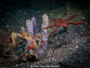 two waycrab lembeh by Marc Van Den Broeck 